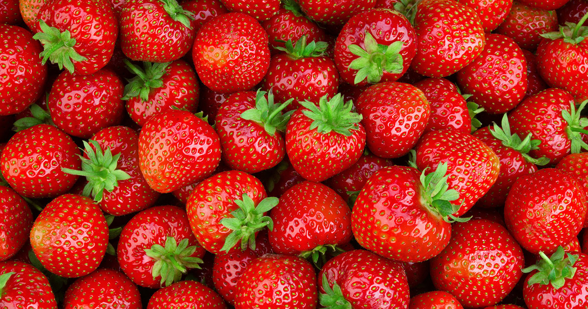 Strawberry Season in Texas