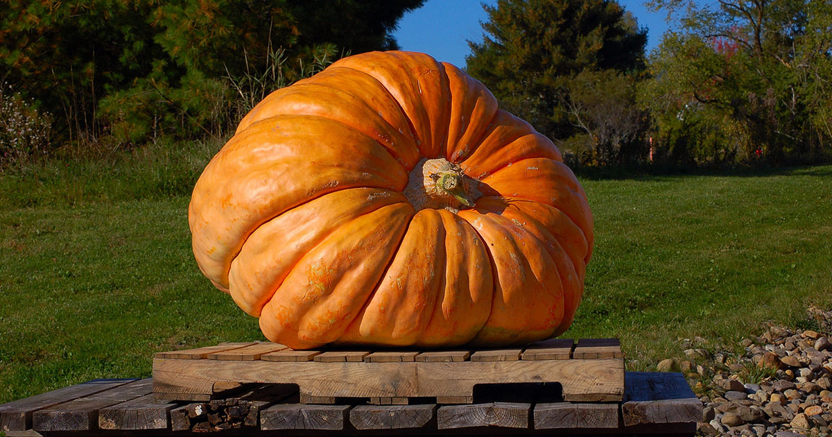 Gigantic Pumpkins