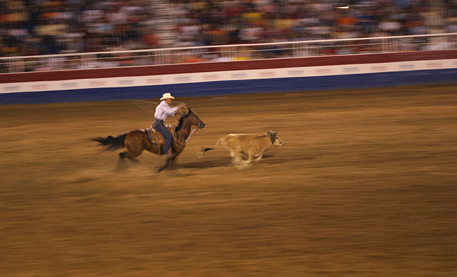 houston rodeo